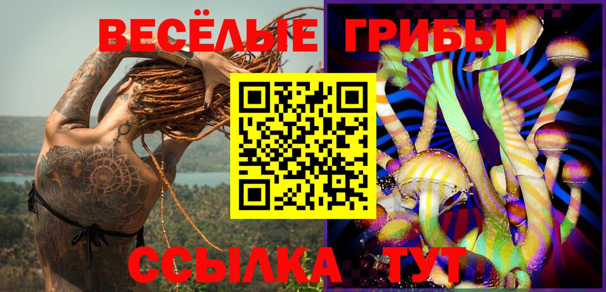 Псилоцибиновые грибы Psilocybine cubensis  Гурьевск  Галлюциногенные грибы Psilocybine cubensis 