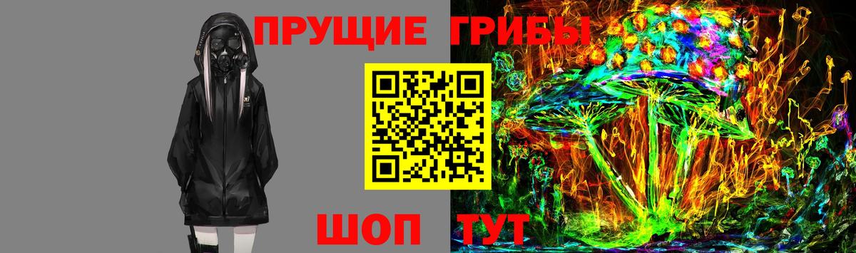 Галлюциногенные грибы Psilocybe Гурьевск